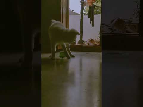 Pottodda❤️🐣😂 #love #dog #pets