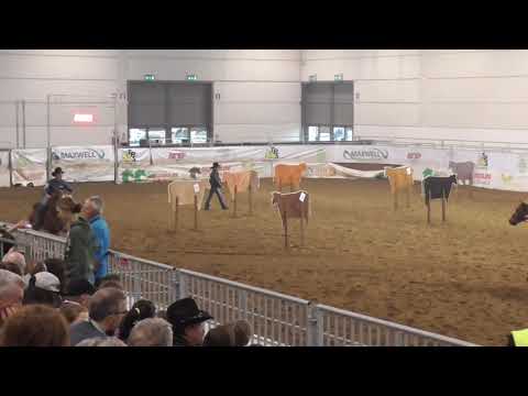 TeamPenning - Matteo Cavaliere wsga Fieracavalli Verona 2018