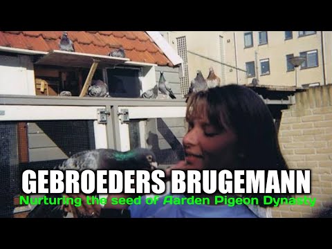 GEBROEDERS BRUGEMANN - Brugemann Strain "Orhan" - Long Distance Champion