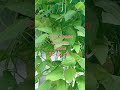 Выращивание #фасоли про #диабет #сорт Макарена ( вигна) на #даче.Высота 2 метра,#слизни не достанут.