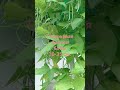 Выращивание #фасоли про #диабет #сорт Макарена ( вигна) на #даче.Высота 2 метра,#слизни не достанут.