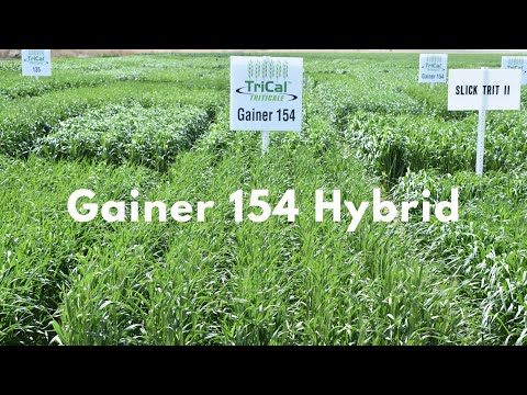 Gainer 154 Hybrid Triticale
