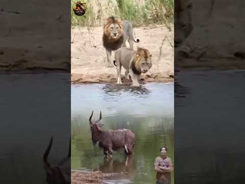 SEEKOR RUSA KAGET DIINTAI SINGA #animals #shorts #wildlife #fyp