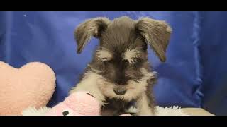 ミニチュアシュナウザーの動画01