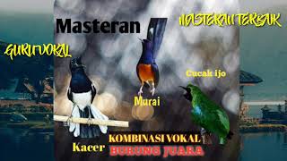 Download lagu Guru vokal masteran burung juara kombinasi kacer murai cucak ijo cepat masuk mp3 Download lagu Guru vokal masteran burung juara kombinasi kacer murai cucak ijo cepat masuk mp3