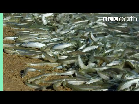 Watch a Massive School of Fish Mating on Land