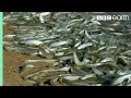Why Are These Fish Beaching Themselves BBC Earth