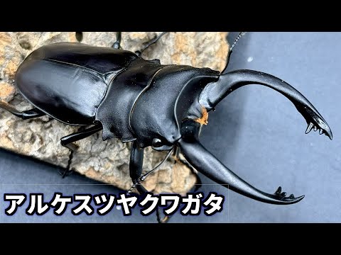 Leptodactylus laticepsについて詳しく解説