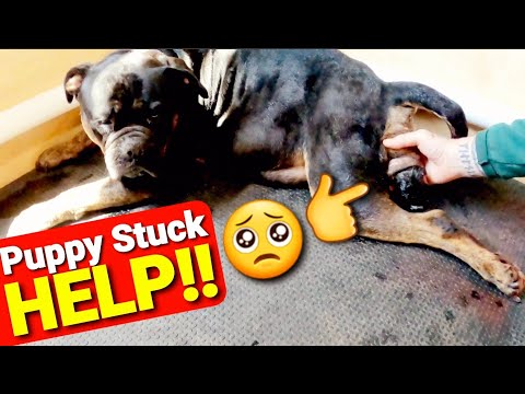 HELP!! My Puppy is Stuck!! - How to Free a Puppy Stuck in the Birth Canal - Magi's Litter