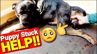 HELP!! My Puppy is Stuck!! - How to Free a Puppy Stuck in the Birth Canal - Magi