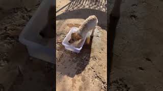 Video preview image #1 Mutt Puppy For Sale in Grafton, WI, USA
