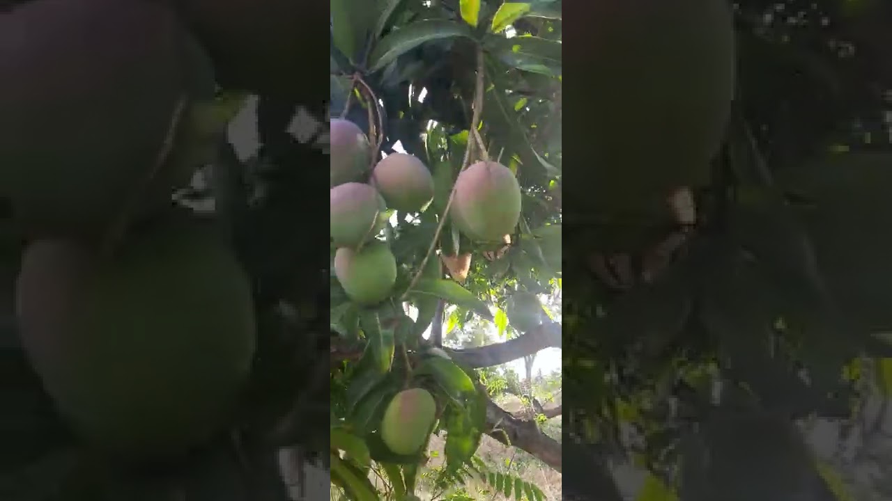 Senthoora mango tree from my garden/ Senthoora mango