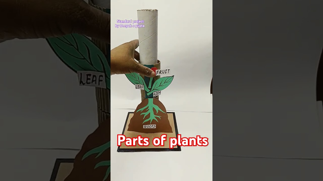 Parts of plants model #working #model #partsofplant #shortsfeed #tlm #shortsviral #shortsyoutube