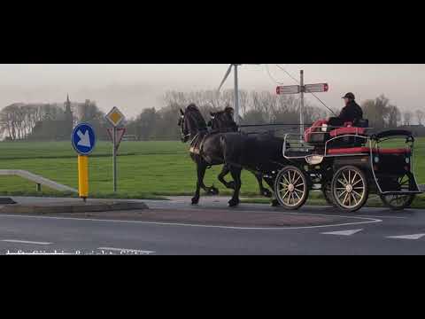 Stal Okkema's pair of stallions - Sijtse & Sjinkie