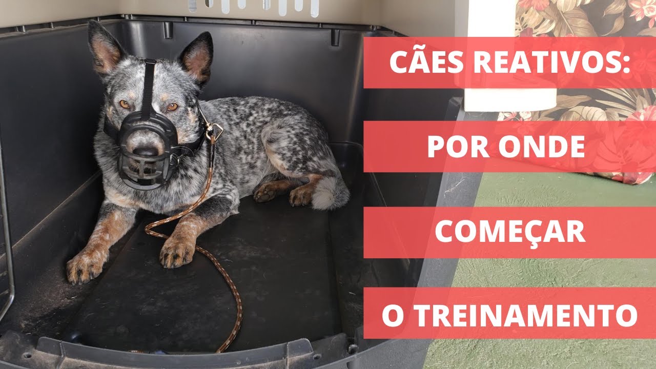 Cachorro reativo à pessoas e outros cães, como começar a trabalhar
