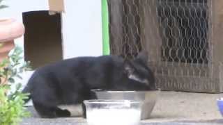 Katze Mimi – Erste Schritte – Mimis Katzenbabys hören auf Zuruf „Mimi“ und kommen ins Gartenhäuschen