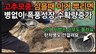 고추농사 이거넣고 심으면 대박납니다 탄저병 병해없이 폭풍성장 모종 한개로 천개씩 따는방법! #고추심기 #고추…