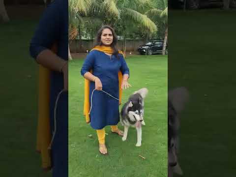 My Siberian Huskey ( I Did Not Brush it ) #shorts