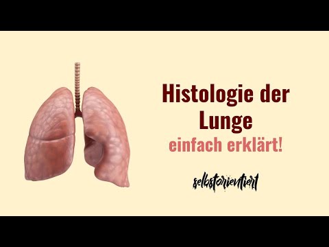 Histologie der Lunge einfach erklärt! - Pneumozyten, Alveolarzellen Typ I & II | Alveolarmakrophagen