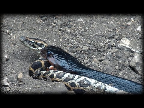 Indigo Snake Eats Python 02 - Snake Cannibalism