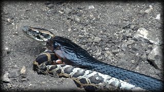 Indigo Snake Eats Python 02 - Snake Cannibalism