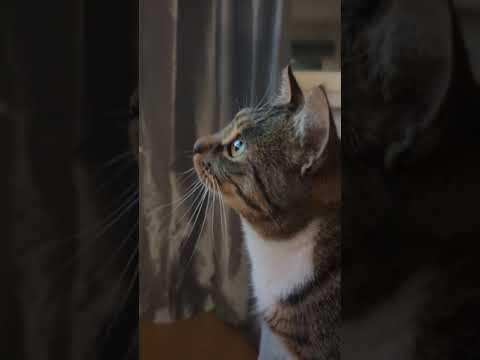 Kitku ogląda telewizor