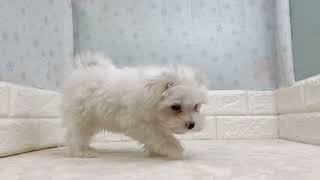 マルチーズの動画01