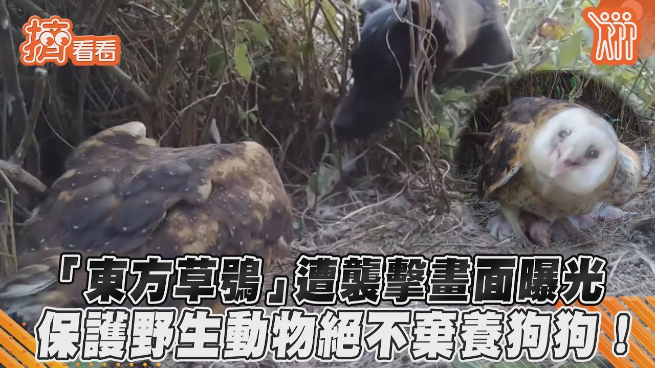 「東方草鴞」遭襲擊畫面曝光 保護野生動物絕不棄養狗狗!