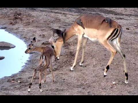Impala and baby at Djuma. 17 November 2018