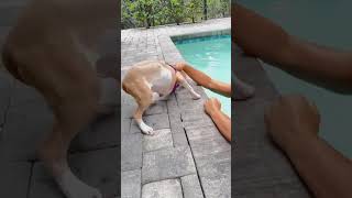 Video preview image #1 Catahoula Leopard Dog-Unknown Mix Puppy For Sale in Sanford, FL, USA