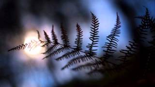 Pavane - Steve Kuhn Trio