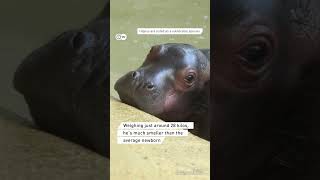 A tiny miracle: newborn hippo at Berlin Zoo