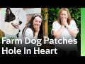 This Farm Dog Helped A Lonely Girl Find Her Way Back To Happiness The Dog House