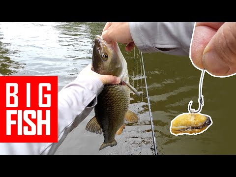 Those fish were hungry! Big Chub fishing on the river using float gear. Some pesky Barbel nailed too