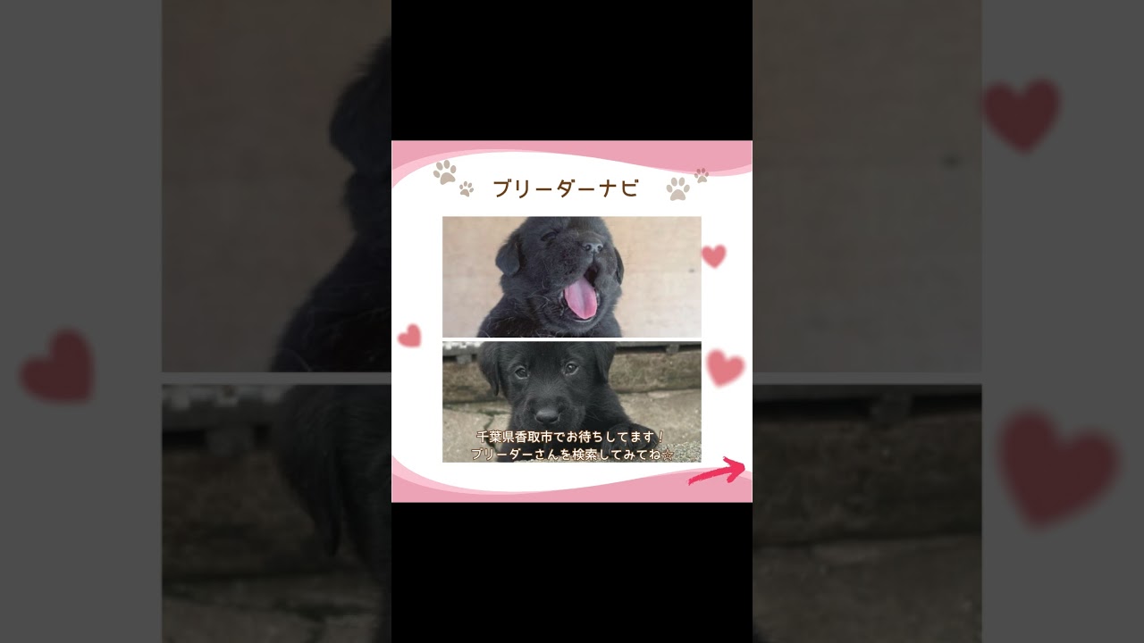 可愛い♡わんこ紹介♪ #子犬 #大型犬 #大型犬仔犬 #ラブラドールレトリバー #ブリーダーナビ