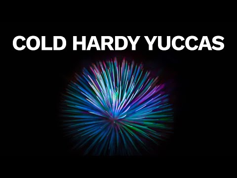 My Top 5 Cold Hardy Yuccas - Easy, Evergreen & Tough Garden Plants!