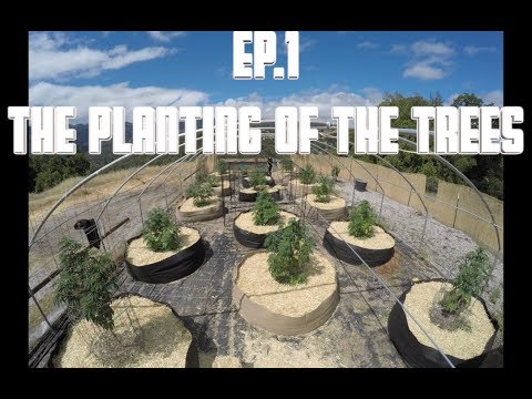 THE MOUNTAIN PROJECT -  EP. 1 (The Planting of The Trees)