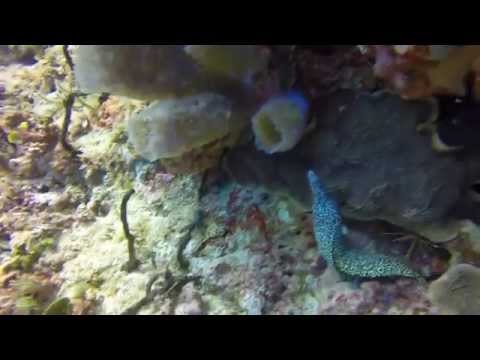 Barracuda Reef - Playa del Carmen Drift Diving