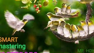 Download lagu SMART MASTERING ZOSTEROPS || terapi pleci agar cepat wiksar dan buka paruh mp3 Download lagu SMART MASTERING ZOSTEROPS || terapi pleci agar cepat wiksar dan buka paruh mp3