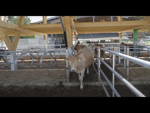 Neubau Ausmaststall für Mutterkuh Absetzer / Munimaststall