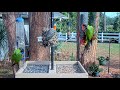 LIVE 4K Bird Feeder Cam in Nokomis Florida