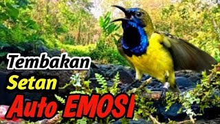 Download lagu Sogok Ontong Mastering Therapy, Suara Alam Sungai | Nyanyian Burung yang Menenangkan untuk Bernyanyi Lebih Baik mp3