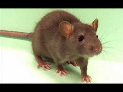 DKL - Diss Sz(cz)ór