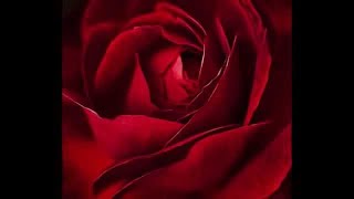 Schiller - Let me love you (Official Video)