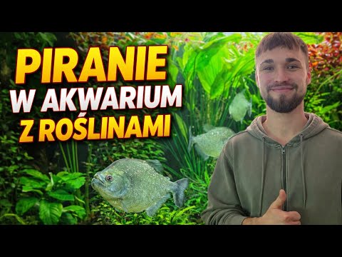 Film - ciekawostka Piranie w akwarium roślinnym