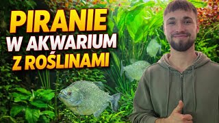 Film - ciekawostka Piranie w akwarium roślinnym