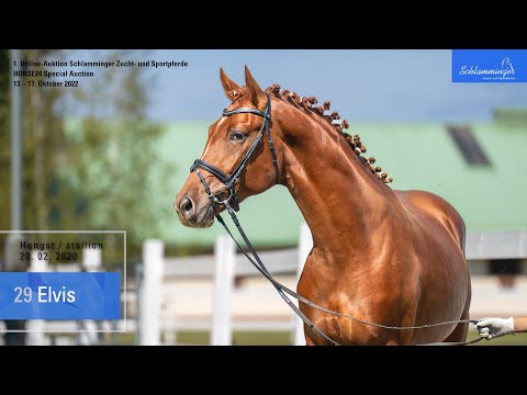Schlamminger-Auktion Lot 29 Elvis Hengst v. Erdinger - Franziskus