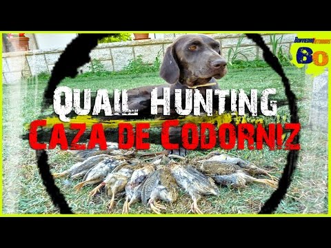 CAZA DE CODORNIZ CON PERRO DE MUESTRA #13 | LANCES de MEDIA VEDA | QUAIL HUNTING | 2016 | HD