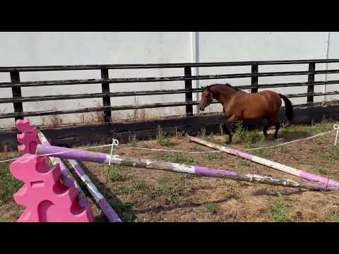 128cm 3yr old pony - Image 2