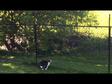 YouTube video about: Can cats climb chain link fence?